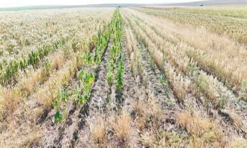 ЦЕГ: Тариалангийн үйл ажиллагаа эрхэлдэг байгууллага мансууруулах үйлчилгээтэй ургамал тариалсан гэх хэргийг илрүүлэн шалгаж байна